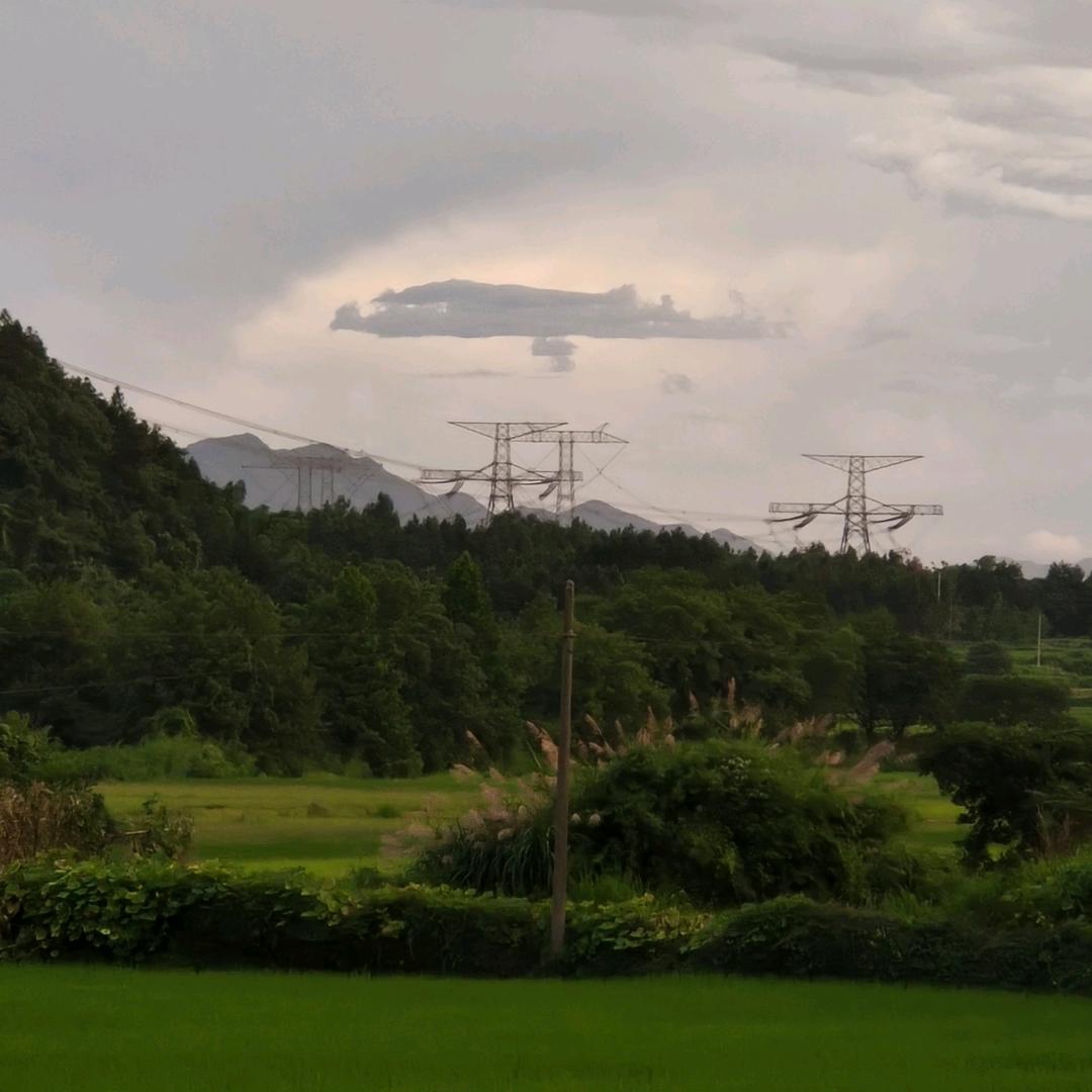 走进皖南大山里"青松"