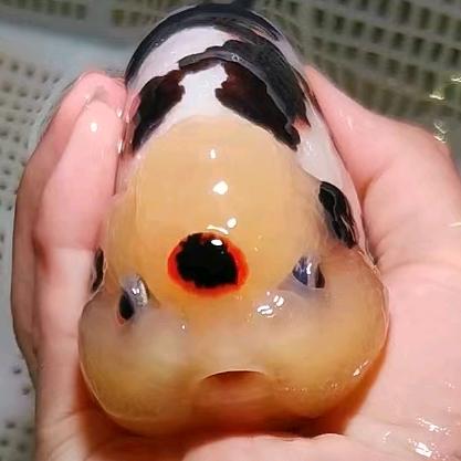 异族水族世界