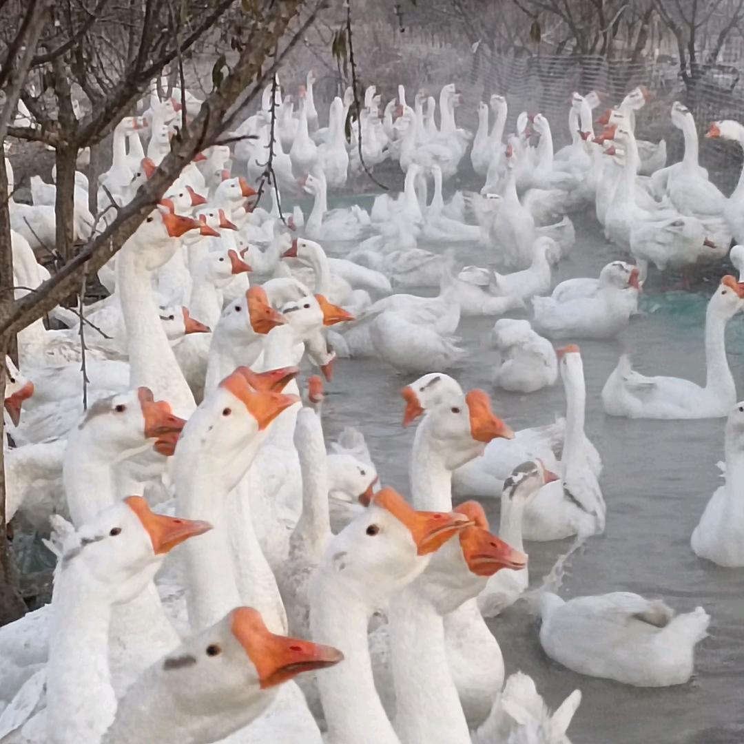 八里河鹅少（小雷总）