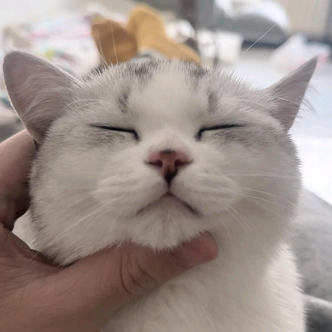 狗蛋不是蛋