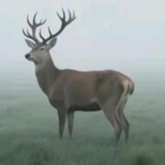 用户4960394391435木子