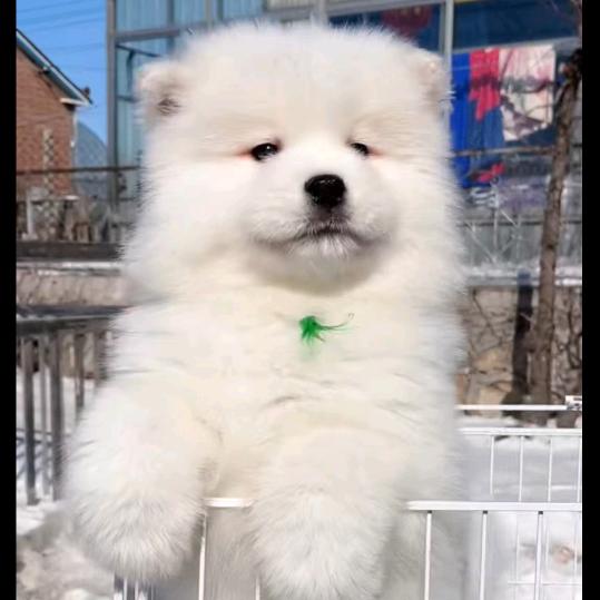 专业养殖萨摩耶