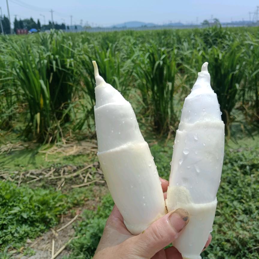芳