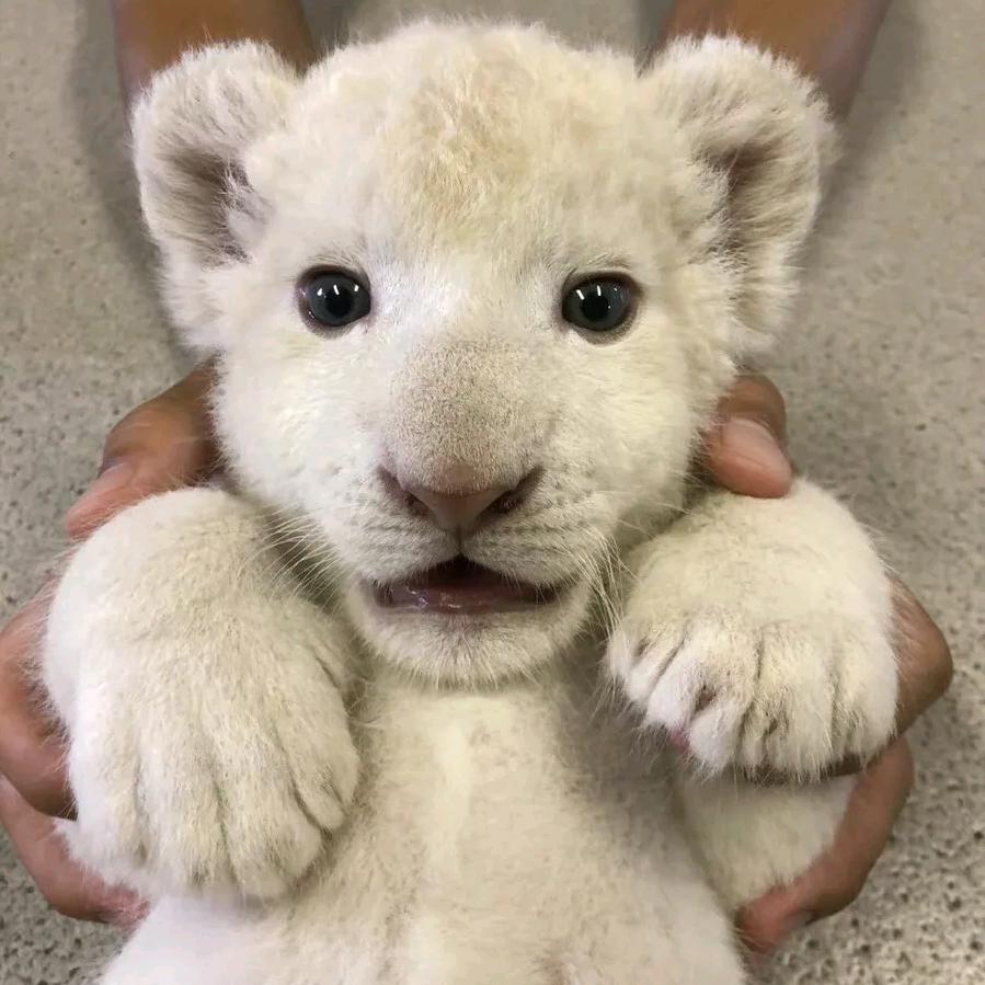 名字还没有想好