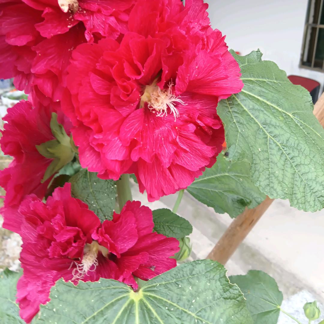 小小的@🐑🐏🌸🐝