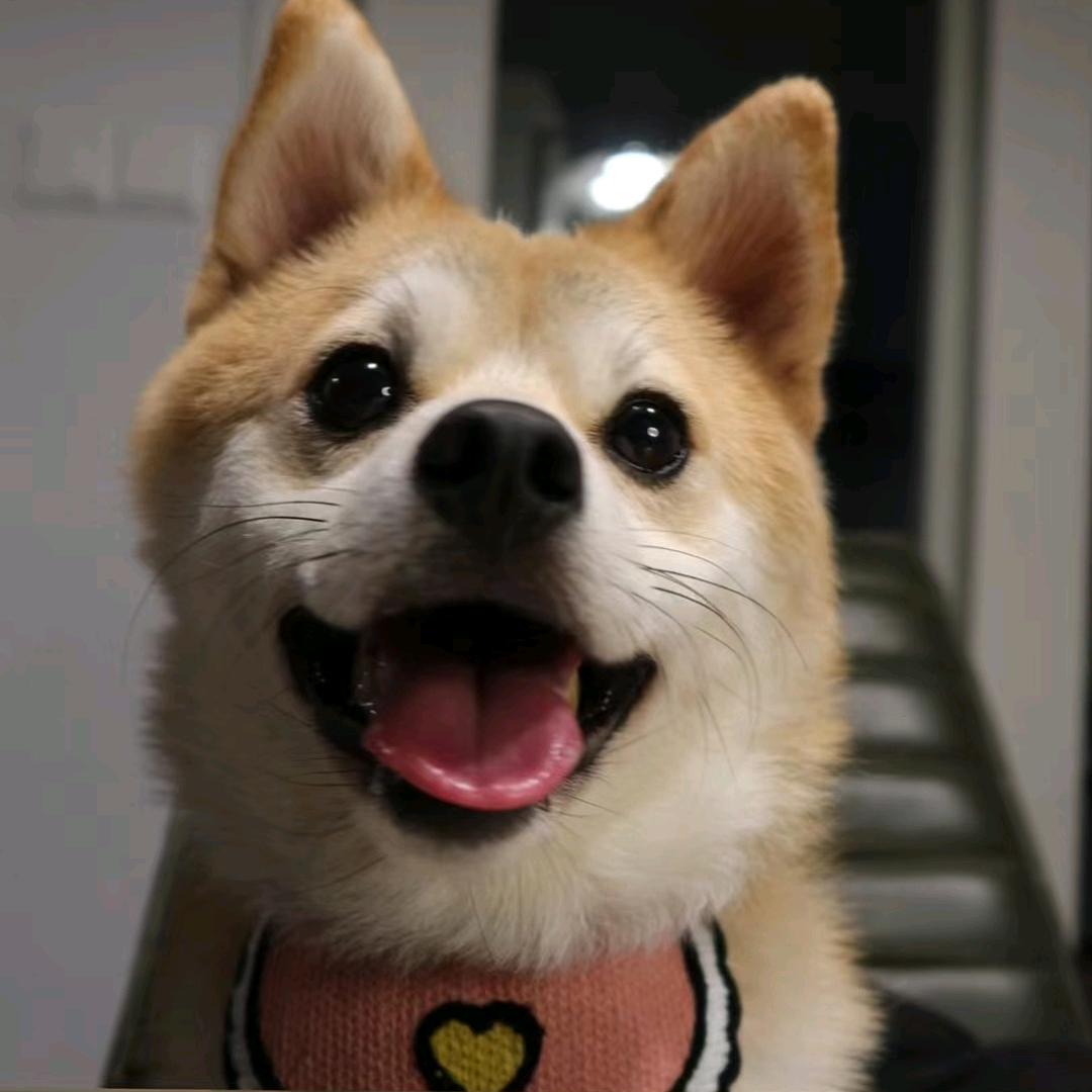 莽仔有点饿