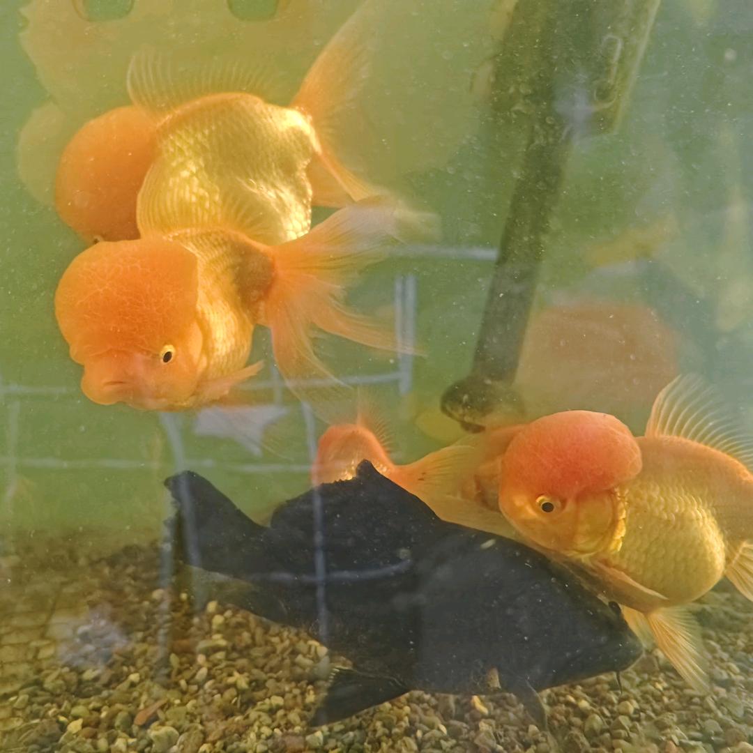 宝子