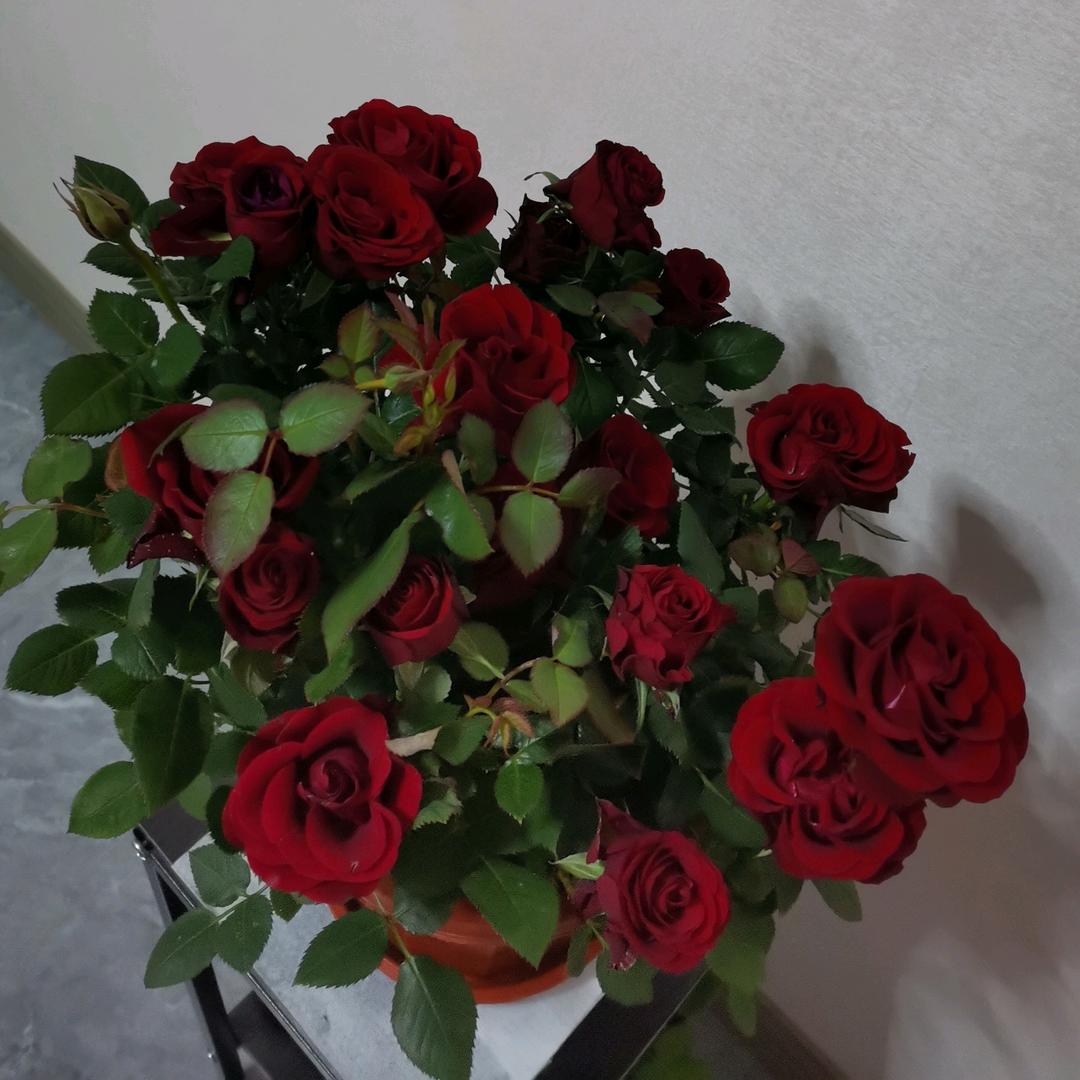 麦芽—麦穗🐷🎵