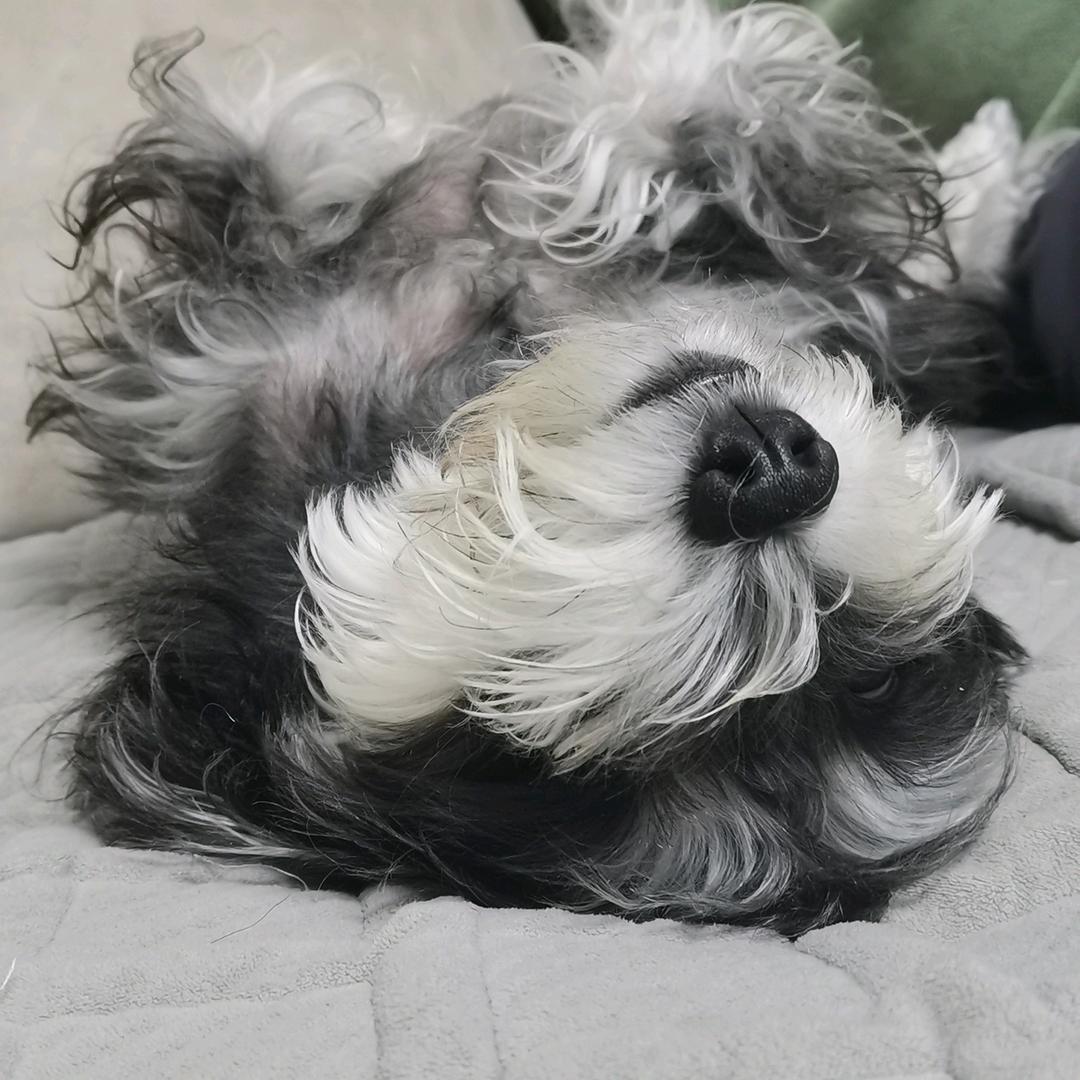 有家宠物甄选