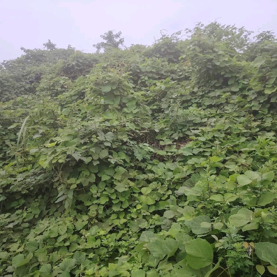 沉默安然
