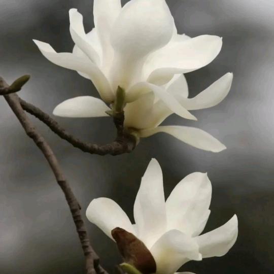 富荣花开