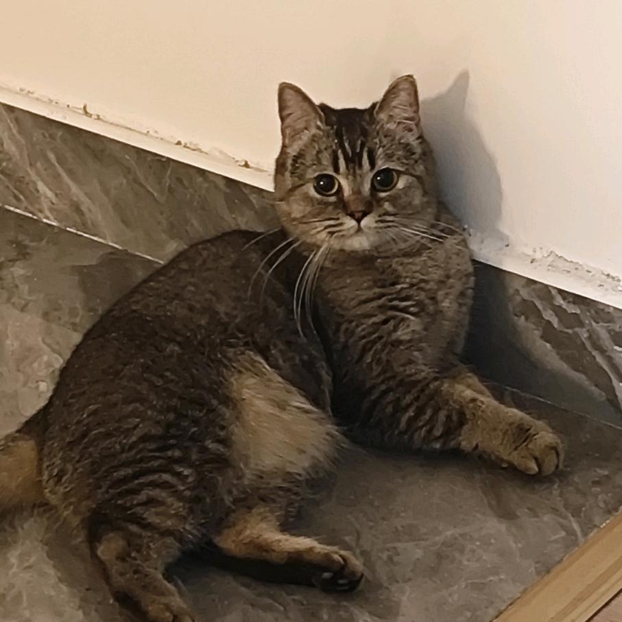 萱の猫