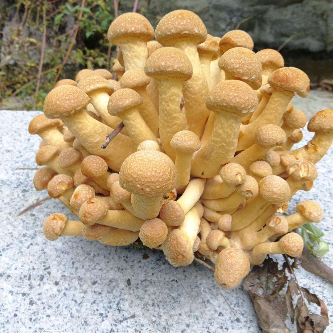 独木难成林