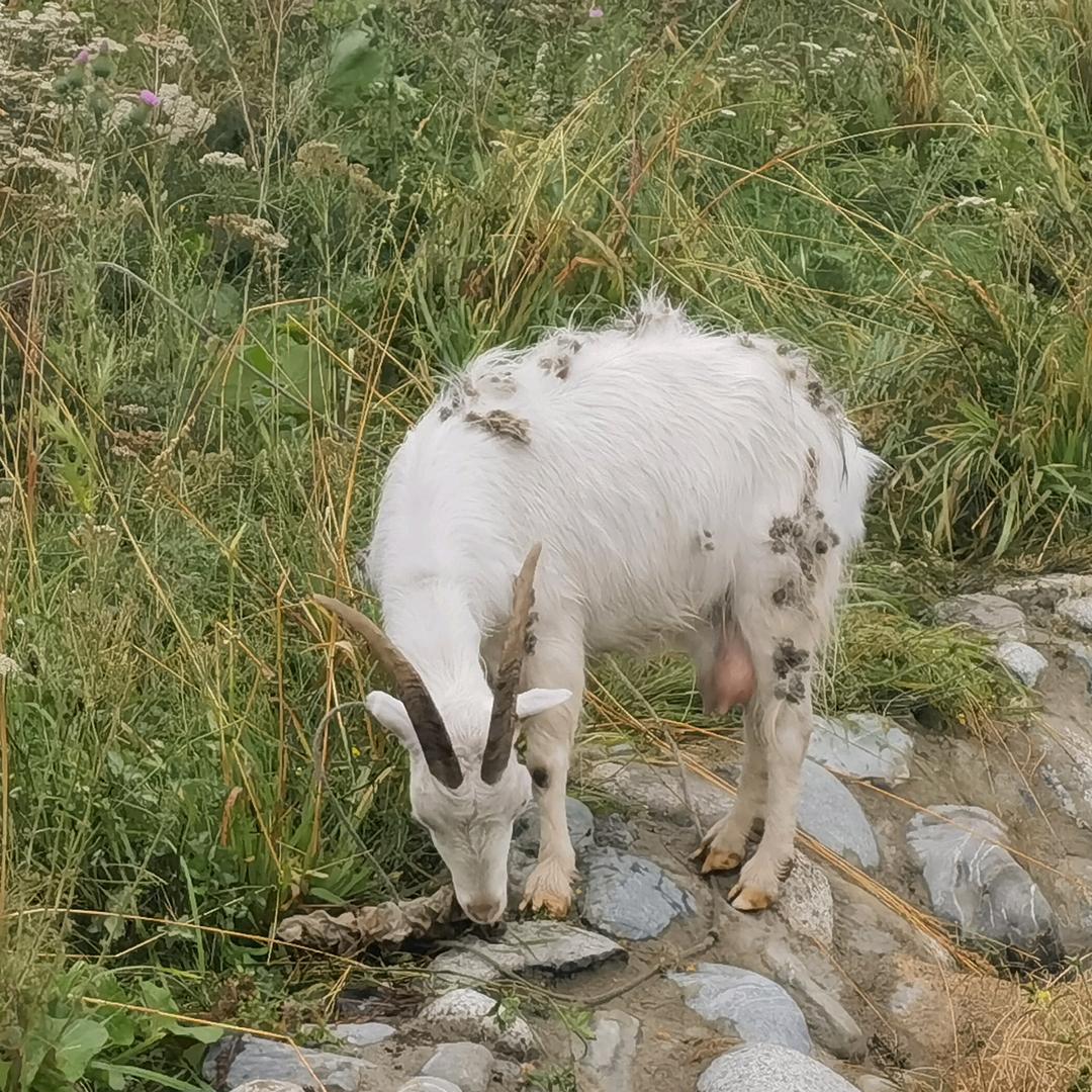 麻拐是老憨（无畏契约手游）