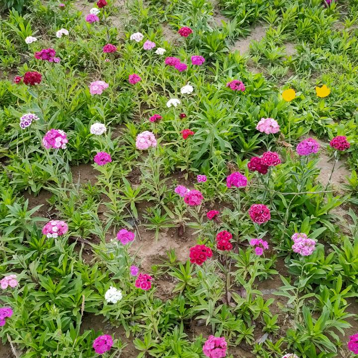 像花一样