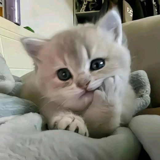 ʘᴗʘ