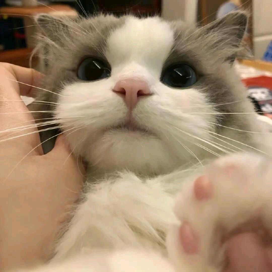 小涵子哭唧唧