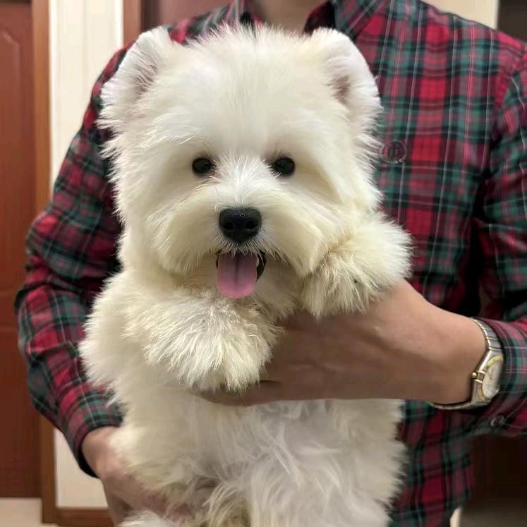 奋斗的西高地