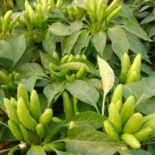 望田镇老范店，汇农农资店，任志杰