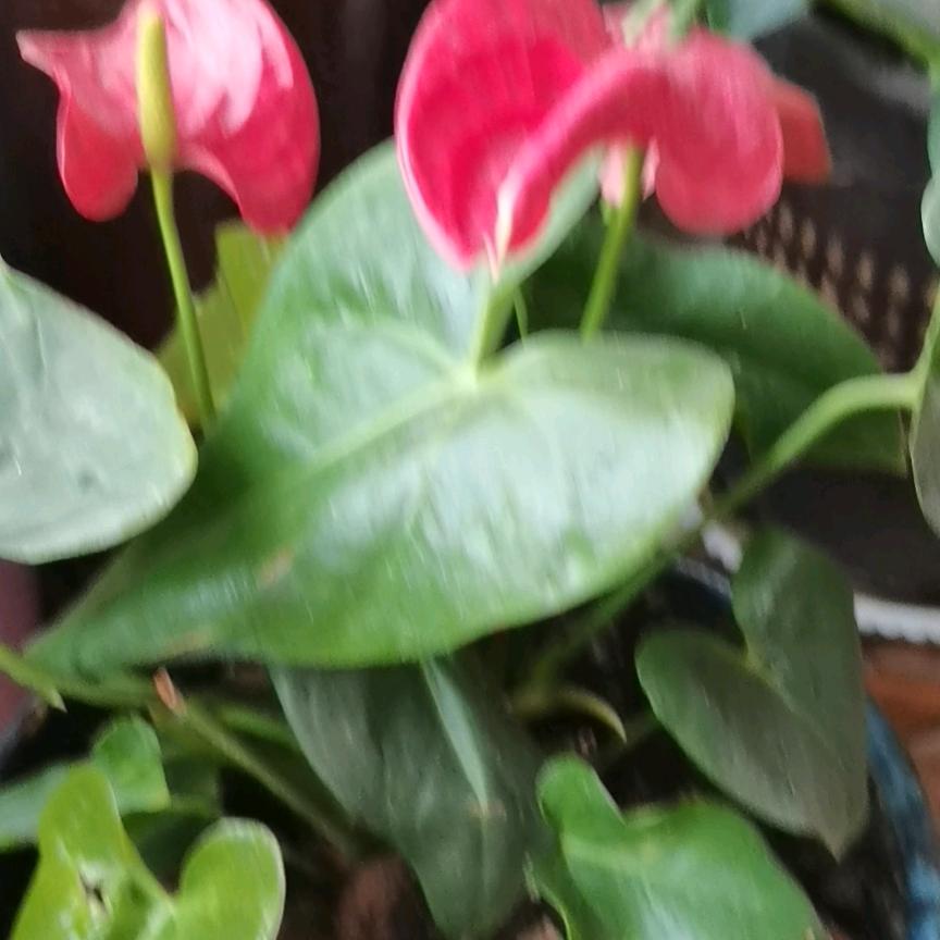 顺帆
