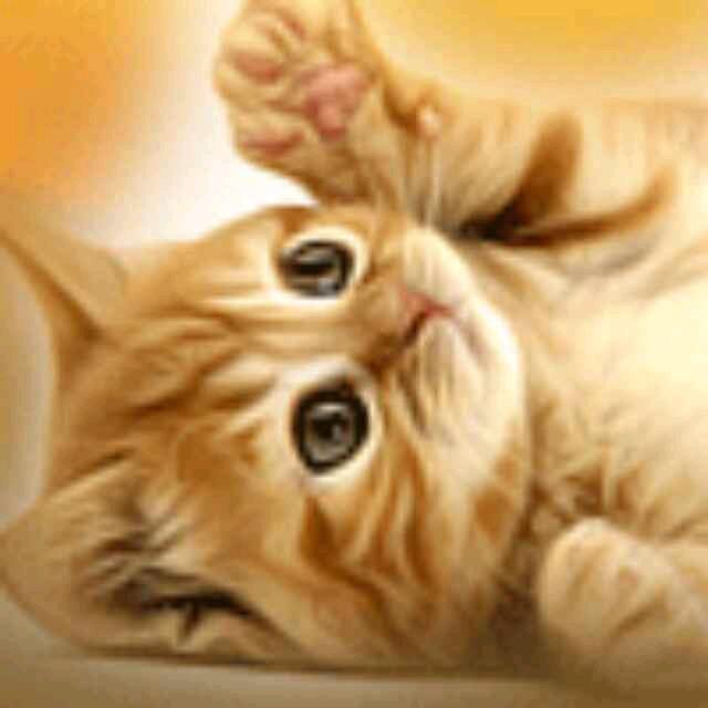 猫@