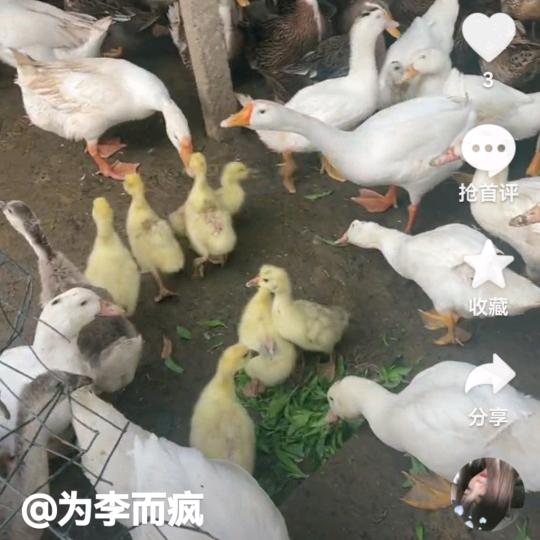 兰兰好物优选（DC联盟）