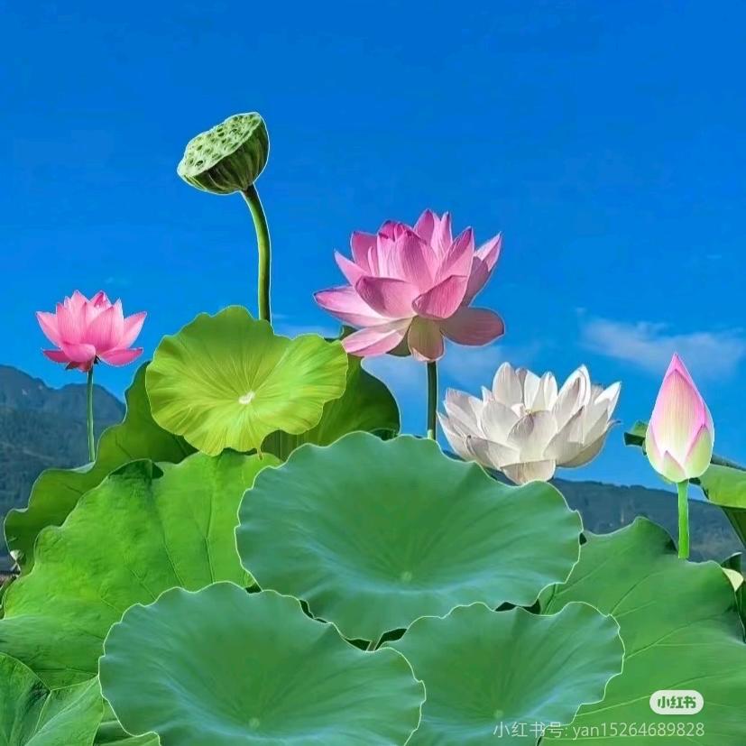 🎀涓涓细流🍀🌞
