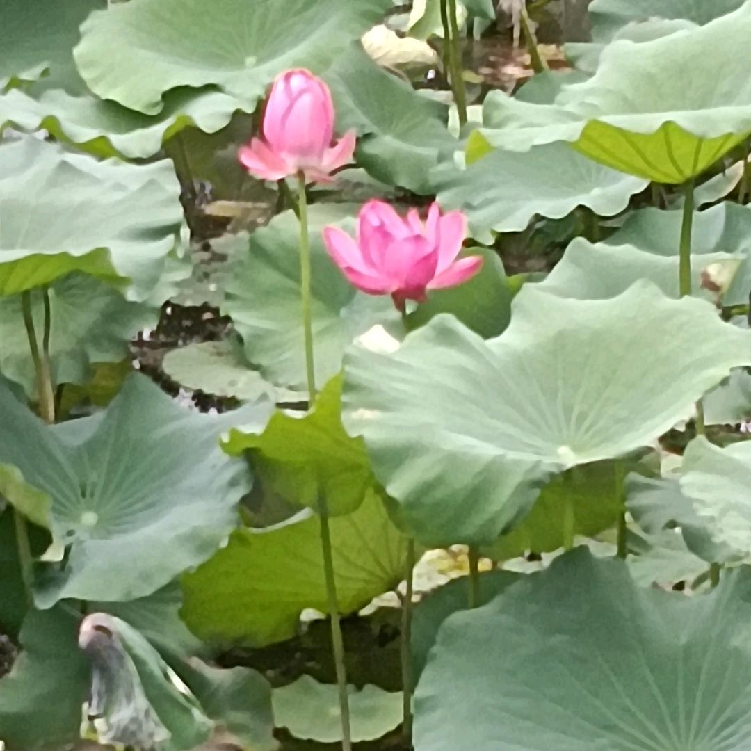 杨金明