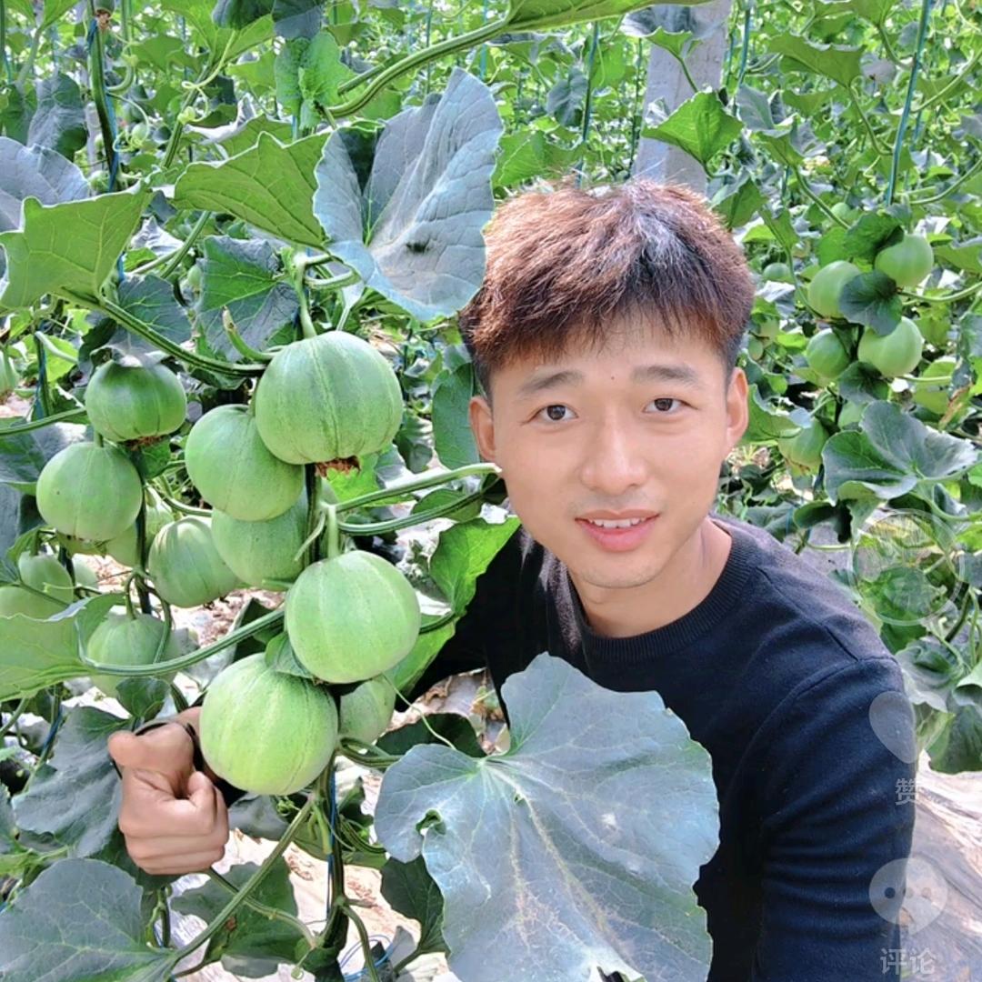 志远绿宝甜瓜🍈草莓🍓