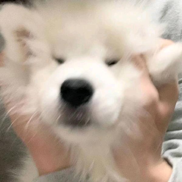 颜七