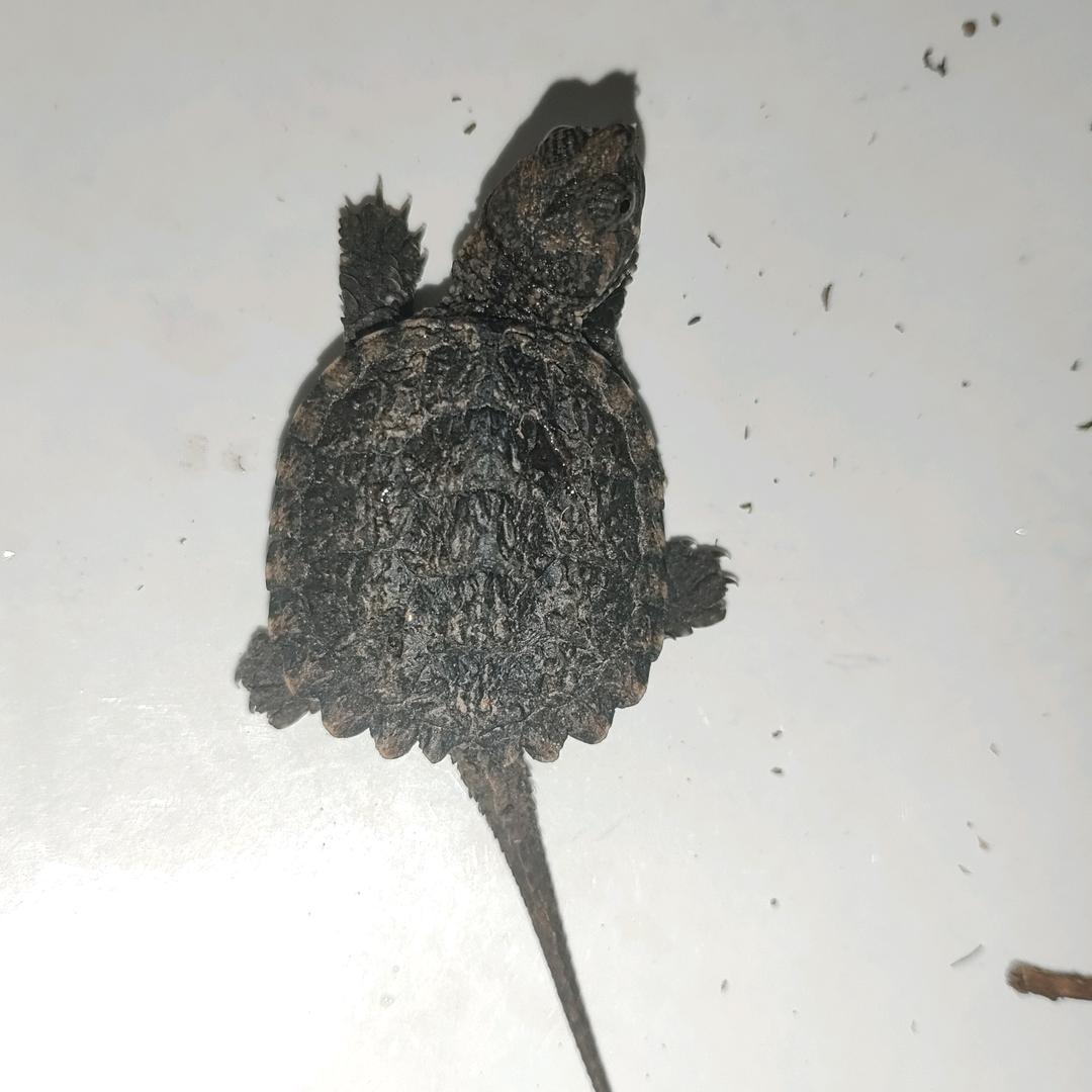 🐢龟子儿