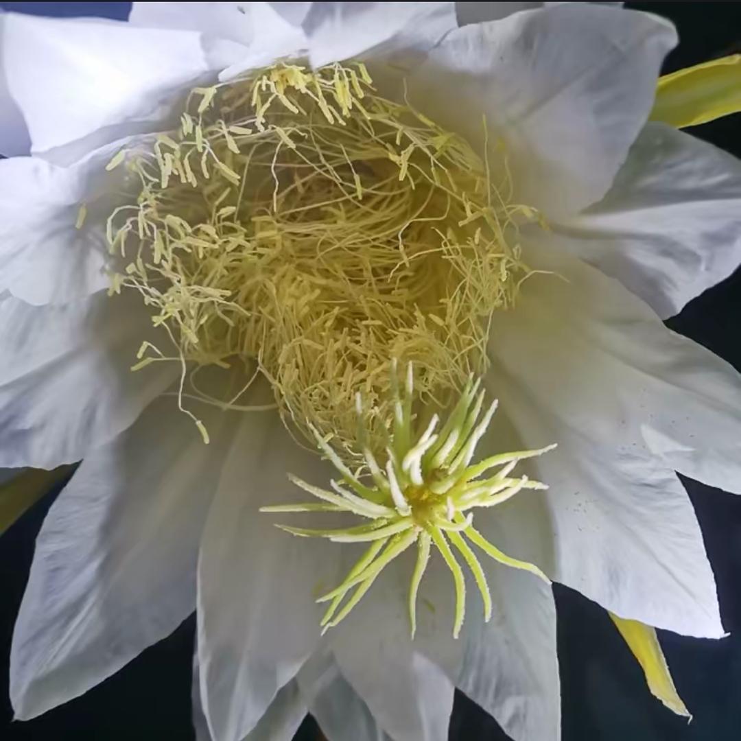 铿锵玫瑰