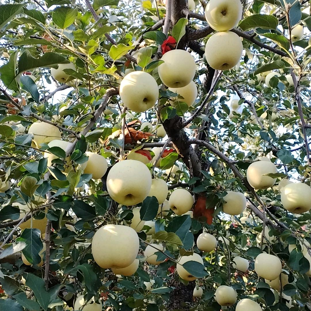 楠茜