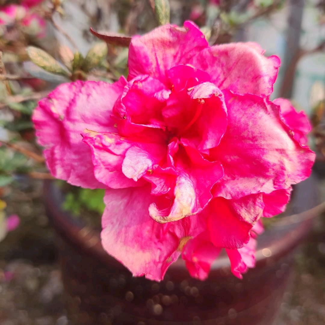 小熊熊休息啦🐼