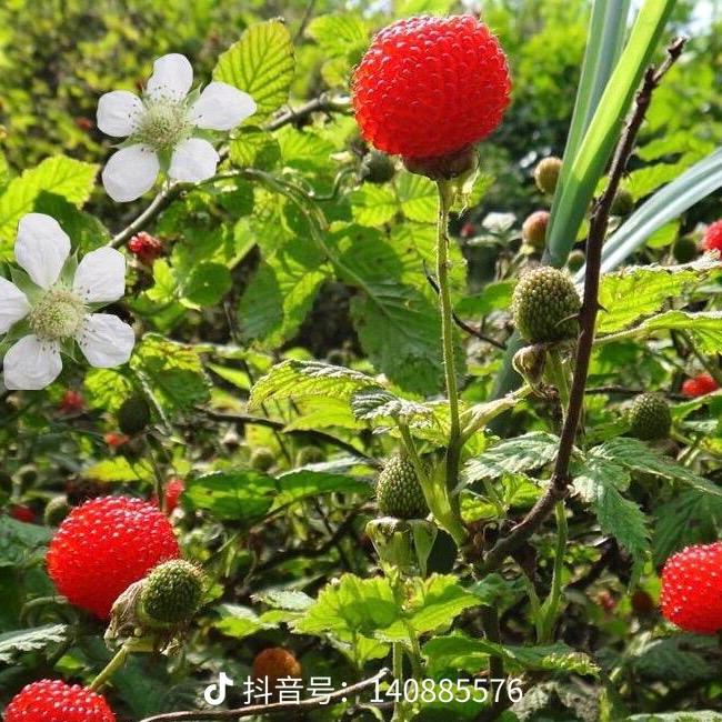 用户5082861166802