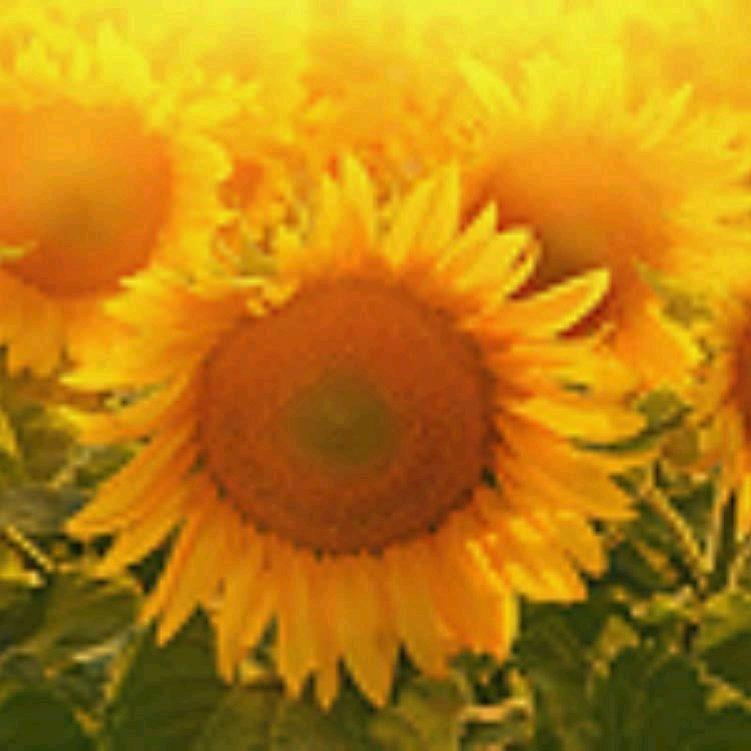 阳光灿烂的日子⁵²²¹