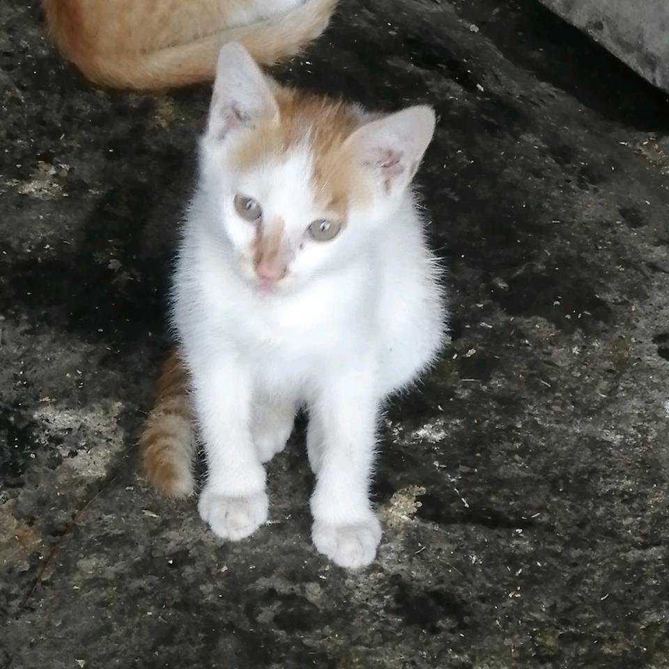 蛋仔技术主播米静思