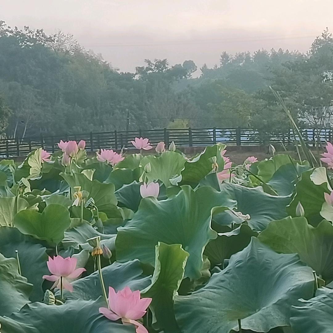 ~树~