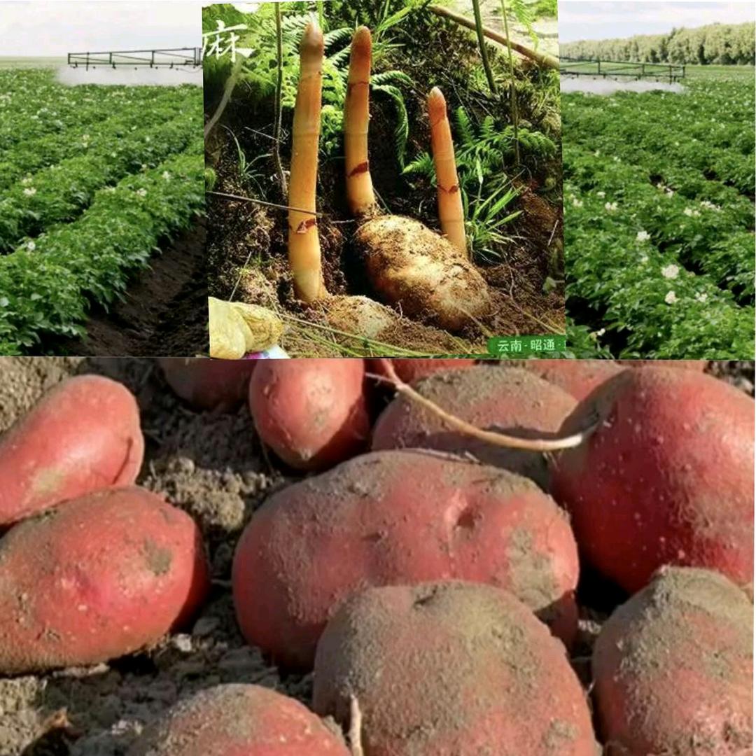 心选农产生鲜店