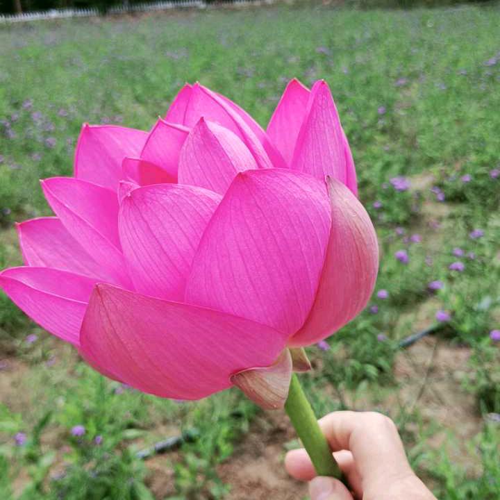 红
