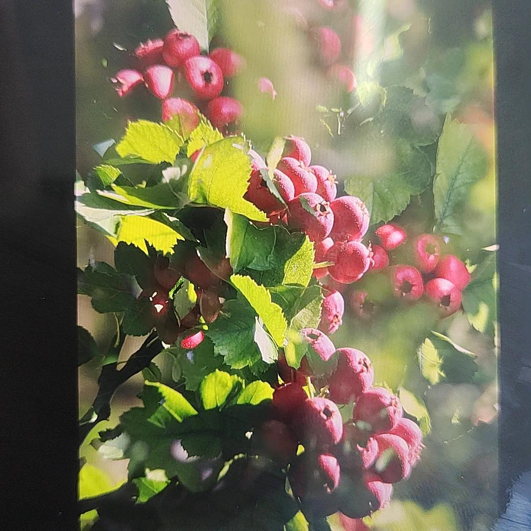 山楂花之恋