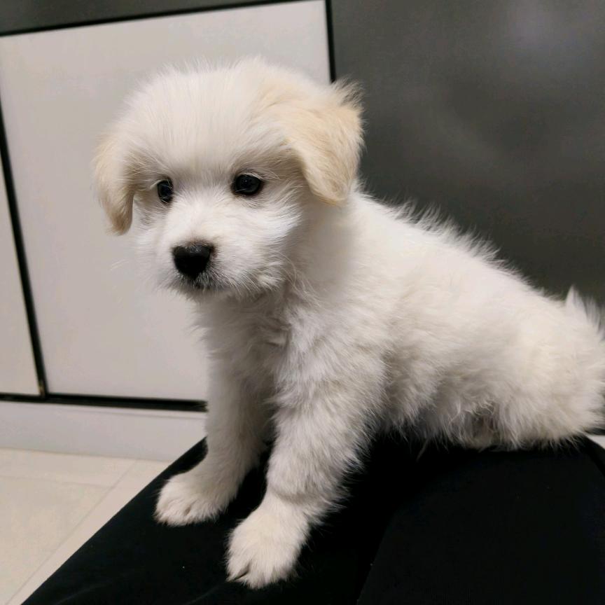 萌宠当道🐶毛豆