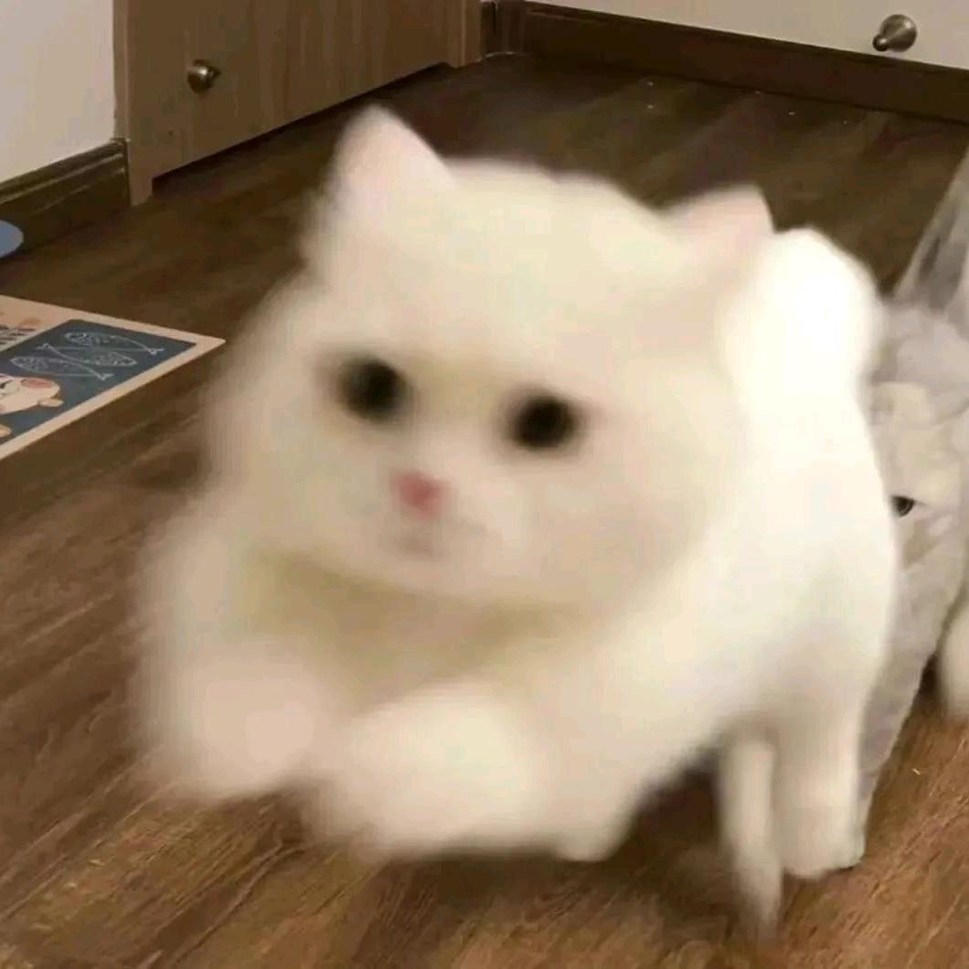 配玖