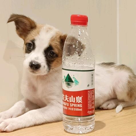 家有萌宠小大皮🐶