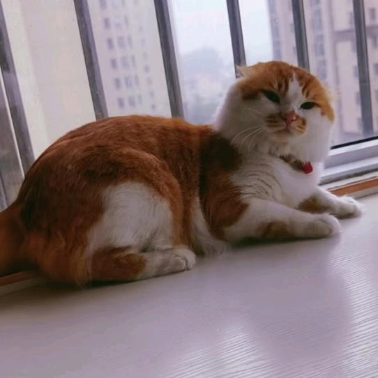 橘猫布丁的日常