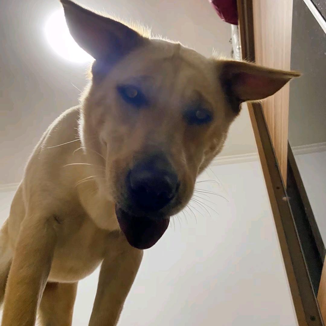 大家好我是渣渣辉🐾