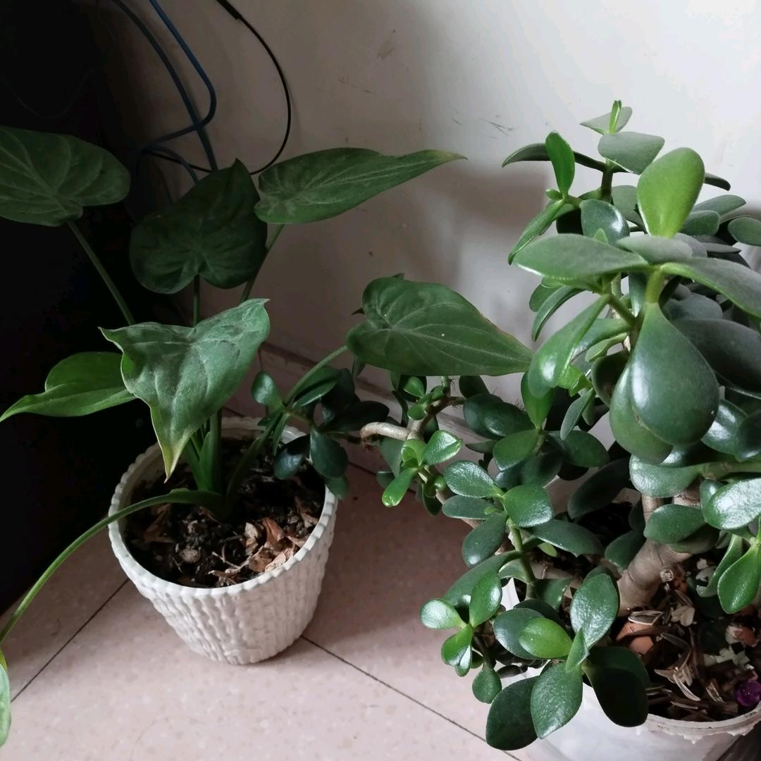 coco*