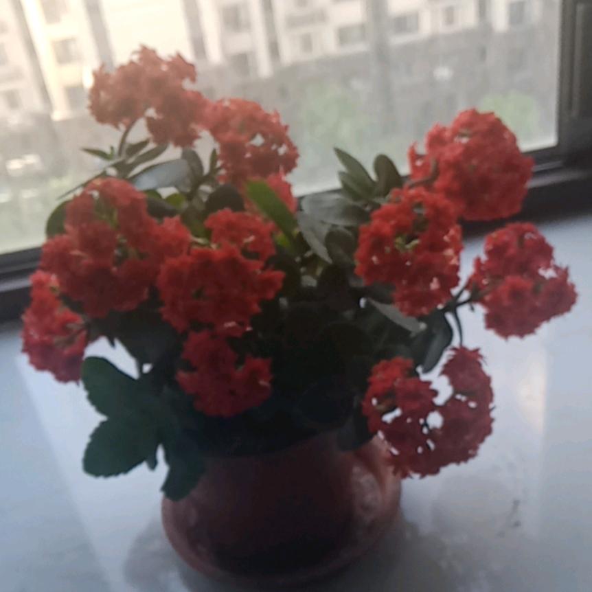 兰🌸