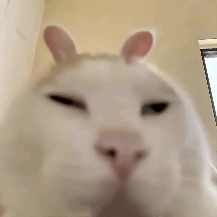 静静吃不饱