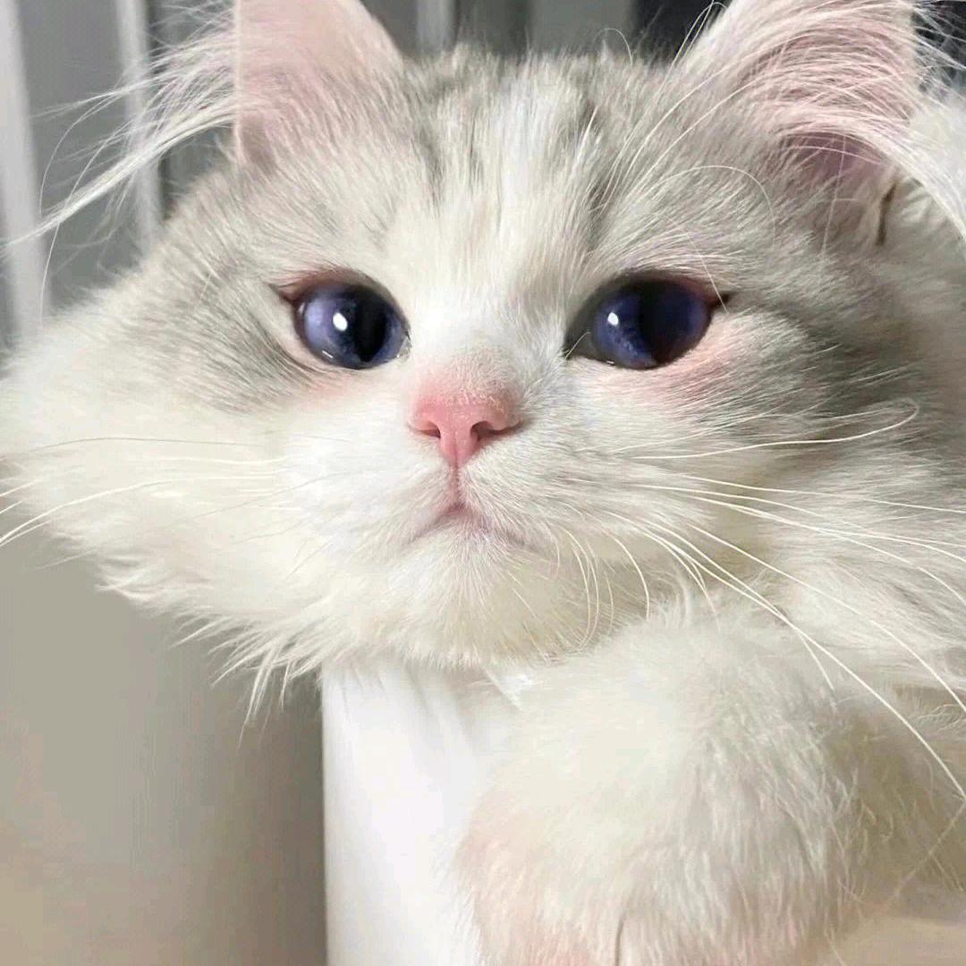 小六子